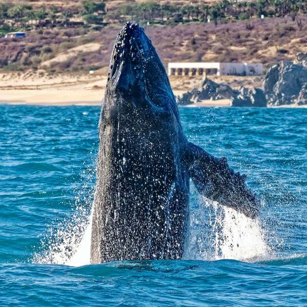 Wal im Meer in vor der Küste von Los Cabot