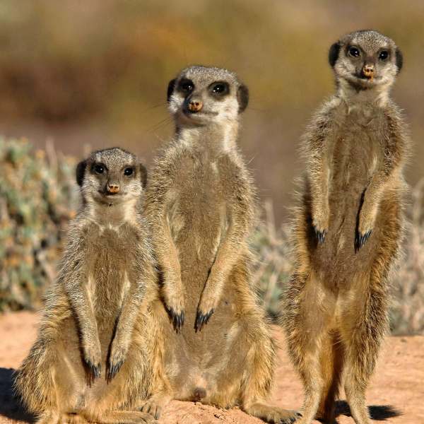 Drei stehende Erdmännchen in Südafrika