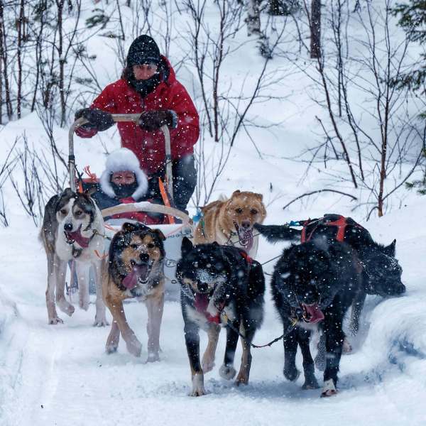 Schlittenhunde im Schnee mit Musher und Fahrgast in Aktion